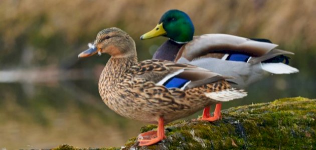 أنواع البط أنواع البط