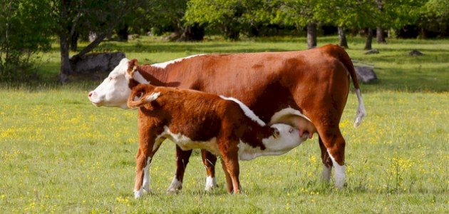 أنواع الثدييات أنواع الثدييات