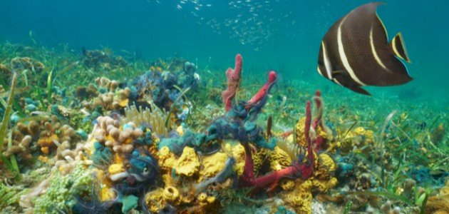 أنواع الحيوانات البحرية