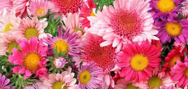 أنواع الزهور أنواع الزهور