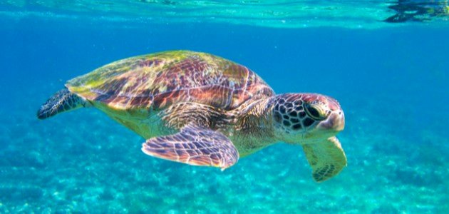 أنواع السلاحف أنواع السلاحف