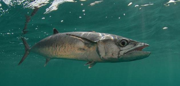 أنواع السمك في السعودية