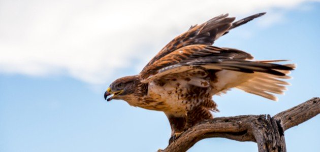 أنواع الصقور في الإمارات أنواع الصقور في الإمارات