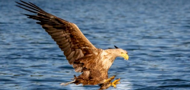 أنواع الطيور الجارحة أنواع الطيور الجارحة