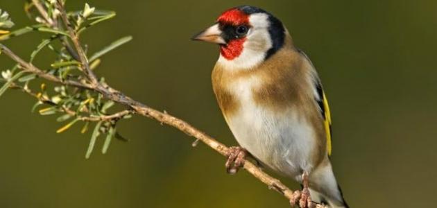 أنواع الطيور وأسماؤها أنواع الطيور وأسماؤها