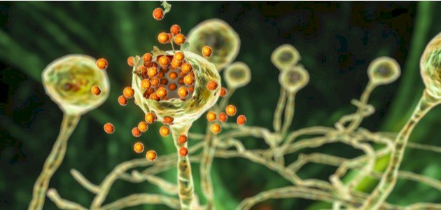 أنواع الفطريات وأهميتها أنواع الفطريات وأهميتها