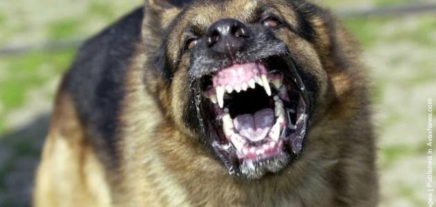 أنواع الكلاب الشرسة أنواع الكلاب الشرسة