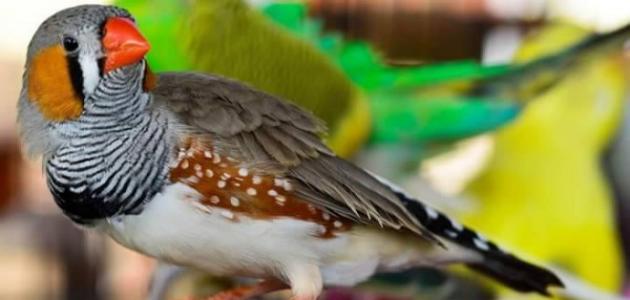 أنواع طيور الزينة