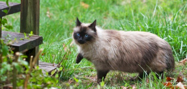 أنواع قطط الهملايا أنواع قطط الهملايا