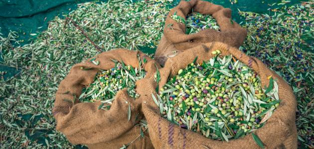 أهداف النشاط الثقافي أهداف النشاط الثقافي