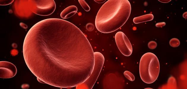 أهمية الدورة الدموية أهمية الدورة الدموية