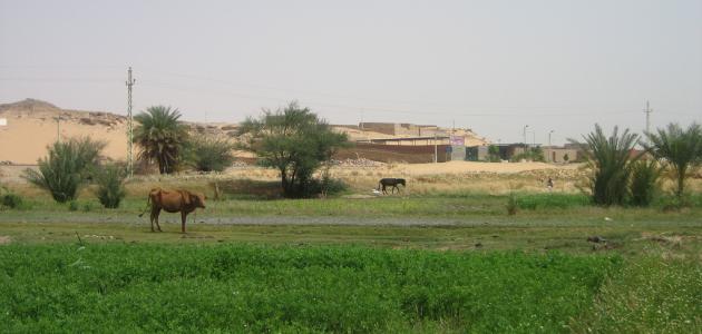 أهمية الزراعة فى مصر
