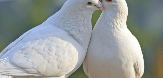 أهمية السلام فى حياتنا أهمية السلام فى حياتنا