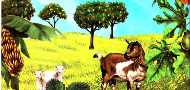 أهمية الشجرة في الحياة أهمية الشجرة في الحياة