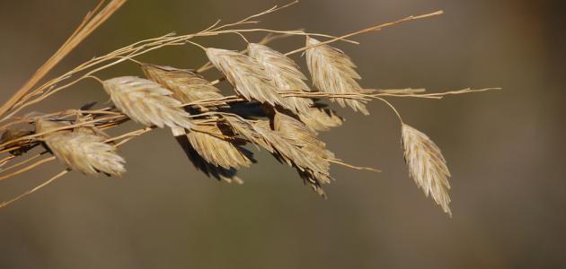 أهمية الشوفان أهمية الشوفان