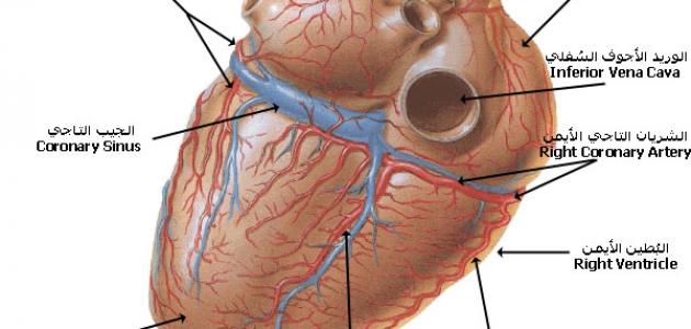 أهمية القلب في جسم الإنسان أهمية القلب في جسم الإنسان