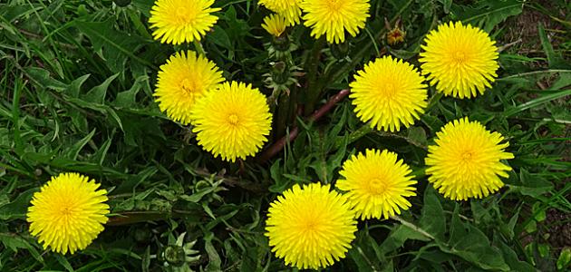 أهم الأعشاب المفيدة للكلى أهم الأعشاب المفيدة للكلى