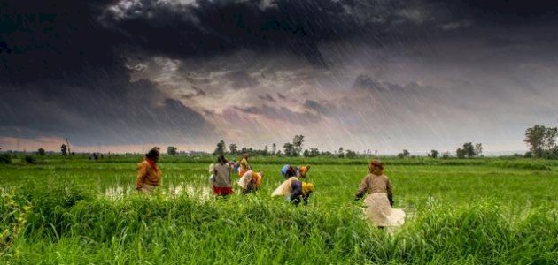 أهم المحاصيل الزراعية في مصر أهم المحاصيل الزراعية في مصر