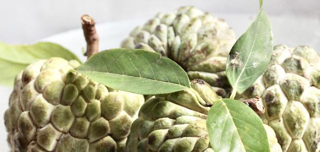 أين تزرع فاكهة القشطة