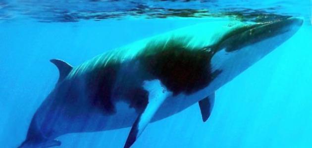 أين تعيش الحيتان أين تعيش الحيتان