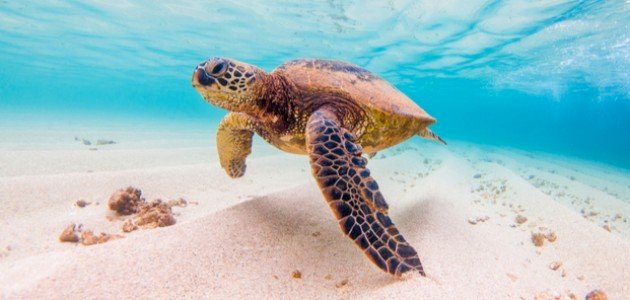 أين تعيش السلحفاة