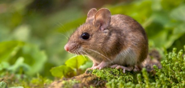 أين تعيش الفئران أين تعيش الفئران