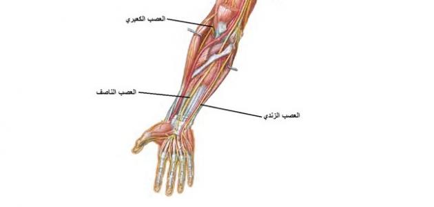 أين تقع الكعبرة في جسم الإنسان أين تقع الكعبرة في جسم الإنسان