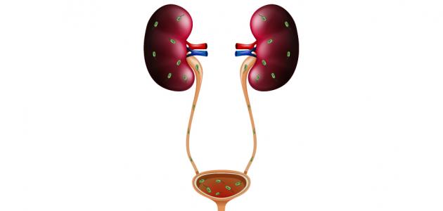 أين تقع المثانة فى جسم الإنسان
