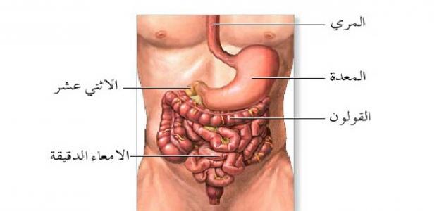 أين تقع المعدة في جسم الإنسان أين تقع المعدة في جسم الإنسان