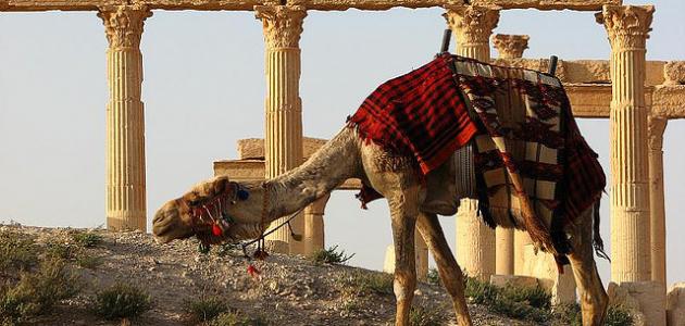 أين تقع تدمر أين تقع تدمر