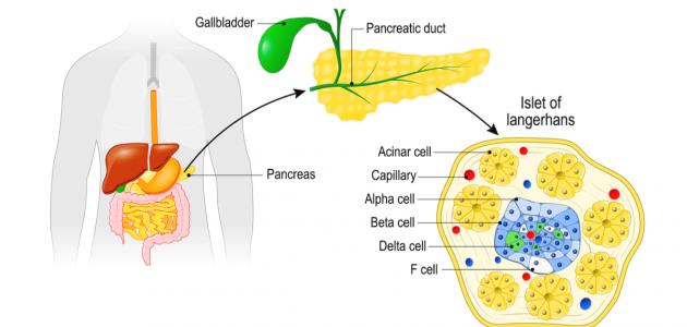 أين تقع جزر لانجرهانز أين تقع جزر لانجرهانز