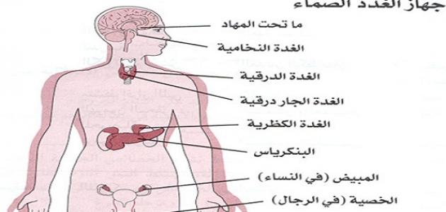 أين توجد الغدد في جسم الإنسان أين توجد الغدد في جسم الإنسان