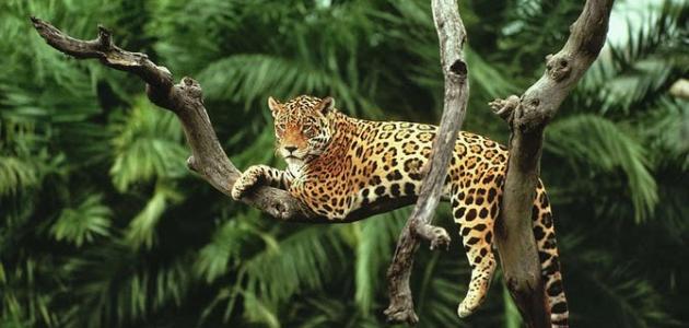 أين توجد غابات الأمازون أين توجد غابات الأمازون