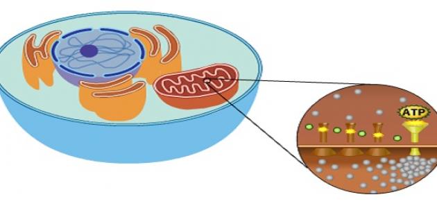 أين يحدث التنفس الخلوي أين يحدث التنفس الخلوي