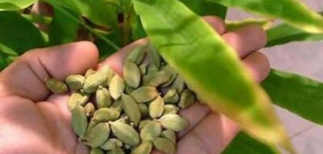 أين يزرع شجر الهيل أين يزرع شجر الهيل