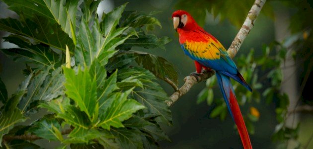 أين يعيش الببغاء أين يعيش الببغاء