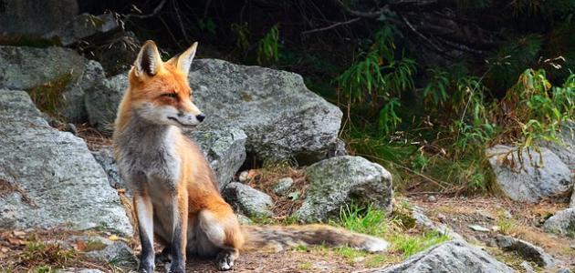 أين يعيش الثعلب أين يعيش الثعلب