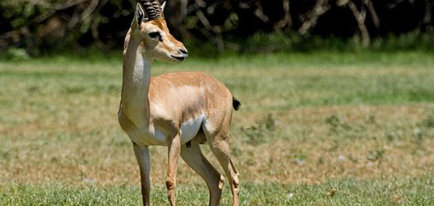 أين يعيش الغزال أين يعيش الغزال