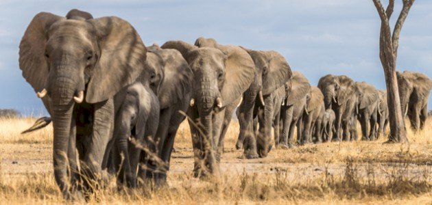 أين يعيش الفيل أين يعيش الفيل