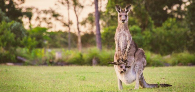 أين يعيش الكنغر أين يعيش الكنغر