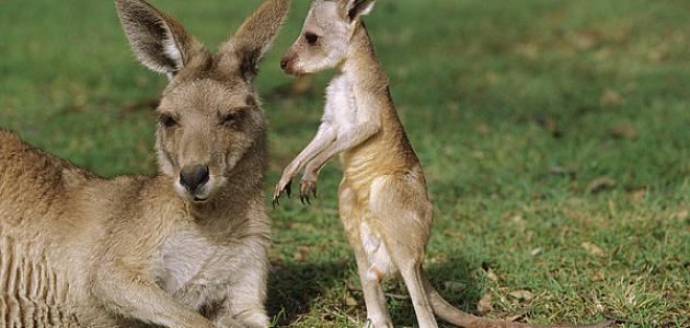 أين يعيش حيوان الكانجرو أين يعيش حيوان الكانجرو