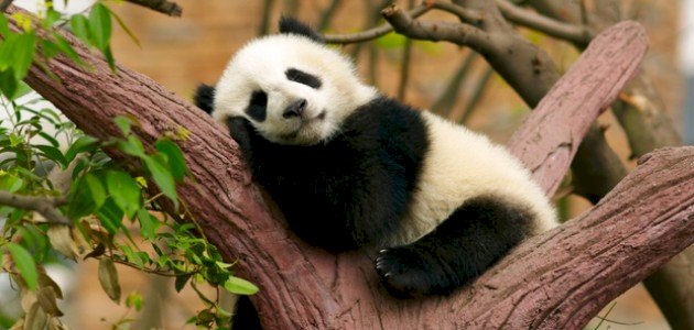 أين يعيش دب الباندا أين يعيش دب الباندا