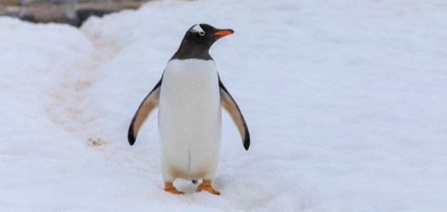 أين يعيش طائر البطريق أين يعيش طائر البطريق