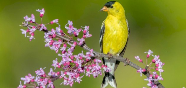 أين يعيش طائر الحسون