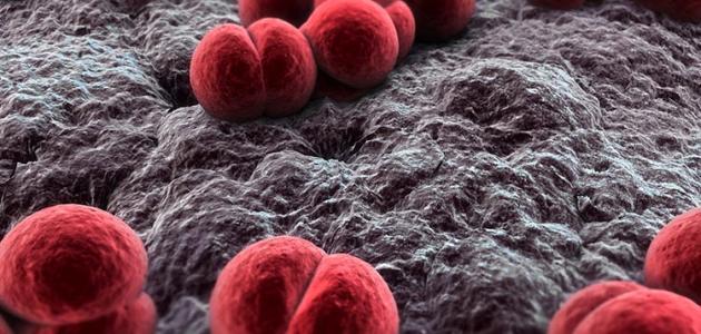 إلتهاب السحايا البكتيري إلتهاب السحايا البكتيري