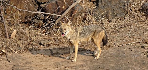 ابن آوى ابن آوى