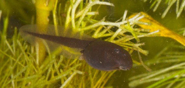 ابن الضفدع ابن الضفدع