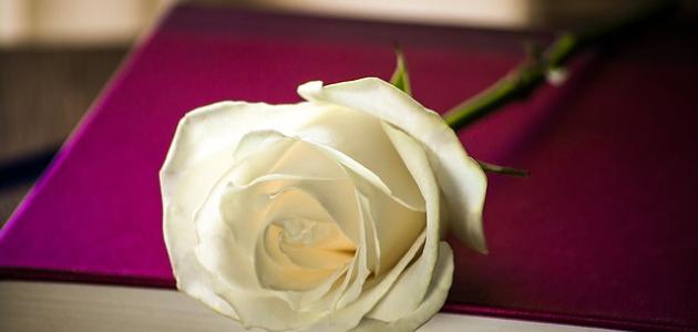 اجمل كلام الغزل اجمل كلام الغزل