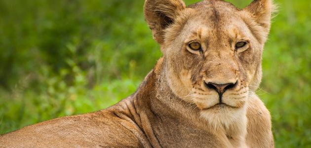 اسم أنثى الأسد اسم أنثى الأسد