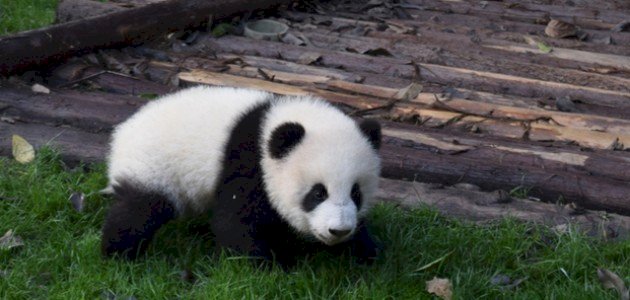 اسم صغير الباندا اسم صغير الباندا